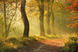 Autumn forest in the fog
