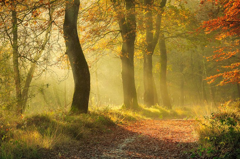 Herfstbos in de mist van Peter Bolman