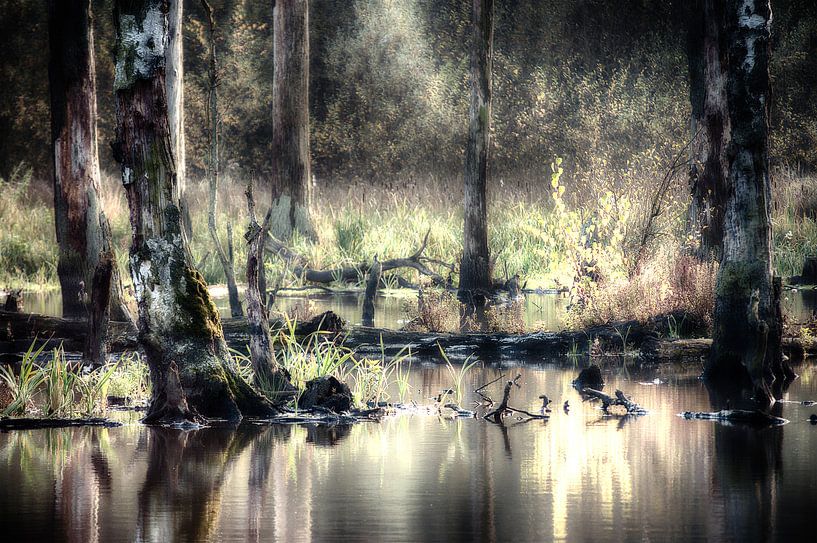 trees by Hermann Greiling