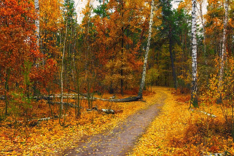 in the autumn forest by Mykhailo Sherman