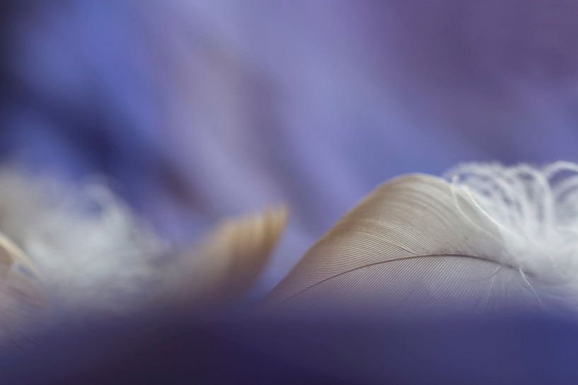 Feather light by D. Henriquez