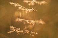Golden dewdrops by Moetwil en van Dijk - Fotografie thumbnail