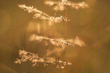 Golden dewdrops by Moetwil en van Dijk - Fotografie