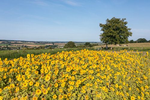 Luchtfoto van het uitzicht op de Zuid-Limburgse heuvels