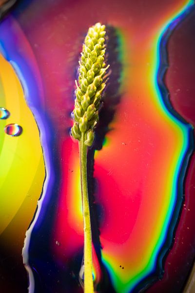 rainbow cereal 3 by Yvonne van den Hatert