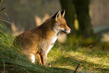 Een vos in de duinen