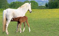 Cheval avec un poulain en train de se nourrir