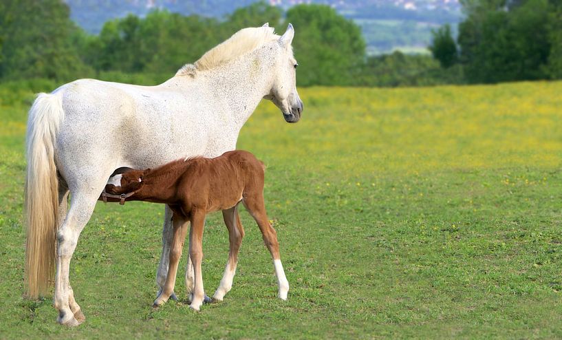 Cheval avec un poulain en train de se nourrir par YesItsRobin