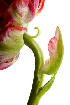 Tulpe von Henk Leijen