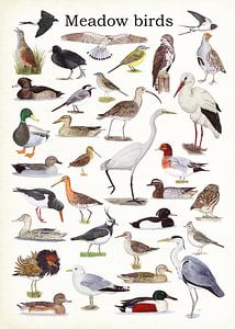 Oiseaux de prairie