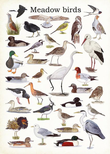 Meadow birds by Jasper de Ruiter