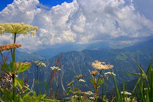 Blumen im Gebirge