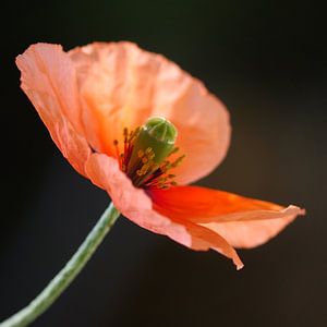 Mohnblume