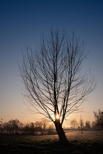 Tree in sunrise by Ulrike Leone