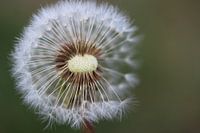 A bladder flower my grandmother said