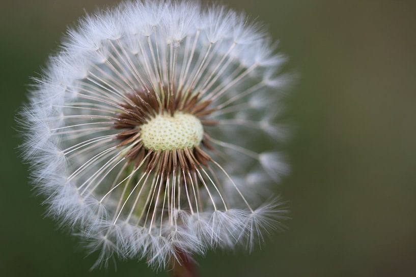 A bladder flower my grandmother said by FotoKato