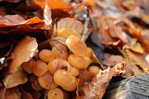 Mini paddenstoelen