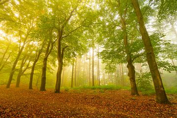 Pad in een sfeervol bos in de herfst met mist in de lucht