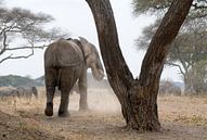 Olifant bij boom van Herman van Ommen thumbnail