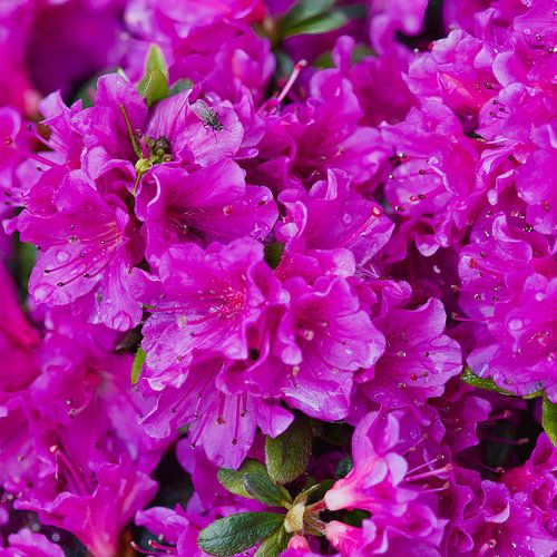 Een roze Azalea in de bloei van hun leven