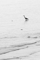 Kraanvogel in de zee. 
