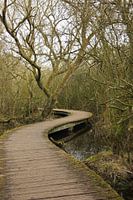 Boardwalk in marsh