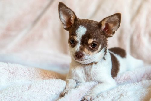 Cuteness van Annemieke Linders