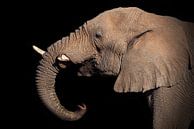Trinkender Elefant von Awesome Wonder Miniaturansicht