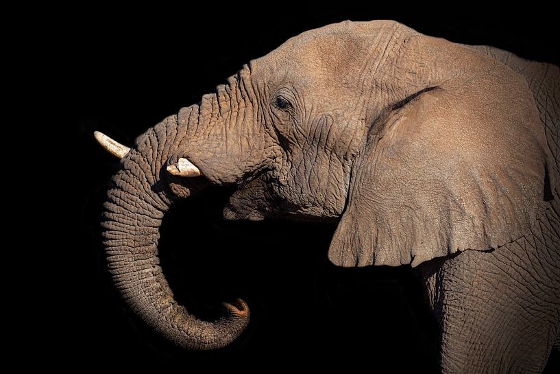 Boire de l'éléphant par Awesome Wonder