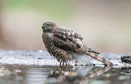 Euroasiatisches Habicht / Sperling! von Robert Kok