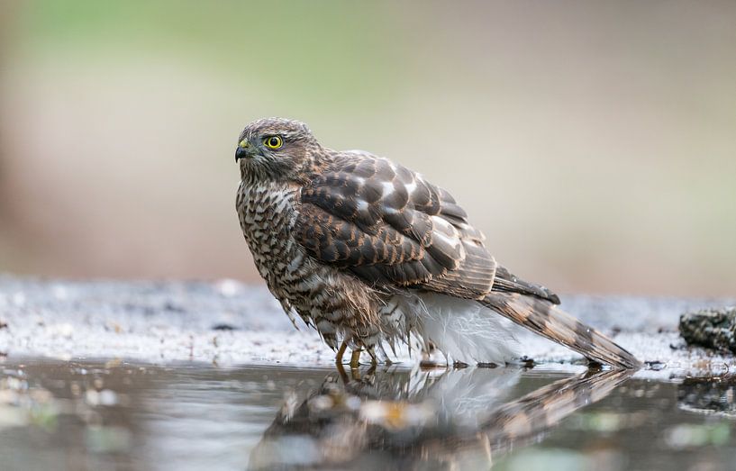 Sparrow hawk / Sperwer! van Robert Kok
