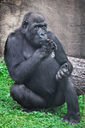 Gorilla met plastic fles als symbool voor de plasticvervuiling van Afrika