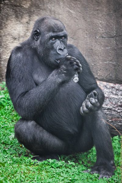 Gorilla with plastic bottle as a symbol of Africa's plastic pollution by Michael Semenov