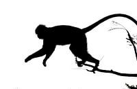 jumping monkey