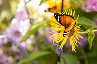 Kleine monarchvlinder op een gele bloem van Marijke van Eijkeren thumbnail
