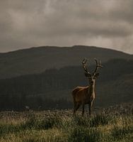 King of the Highlands