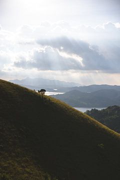 Eenzame boom op de berg in Coron tijdens het gouden uurtje van de zon van Ken Tempelers