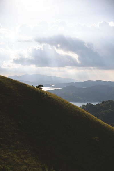 Lone tree on the mountain in Coron during the golden hour of sunshine by Ken Tempelers