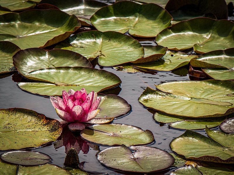 Water lily by Yann Mottaz Photography