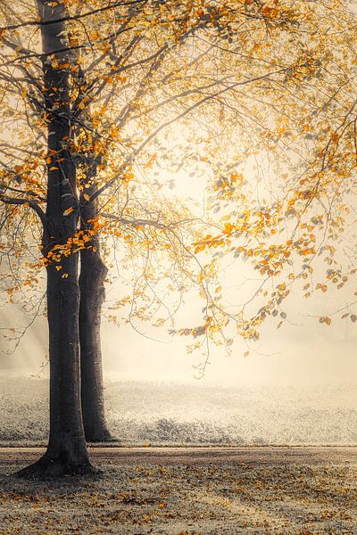 Autumn morning by Rik Verslype