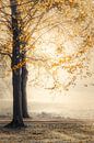 Autumn morning by Rik Verslype thumbnail
