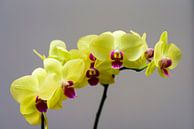 Orchidee von Wilko Ketelaar Miniaturansicht