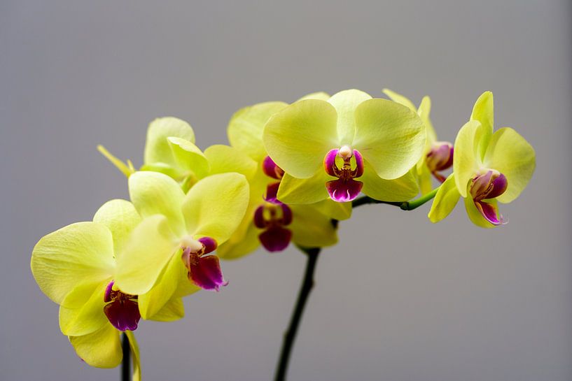 Orchidee von Wilko Ketelaar