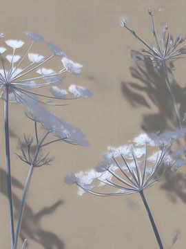 Flowers of Light by Thea