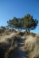 Duingebied West-Terschelling