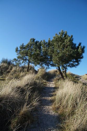Zone dunaire de West-Terschelling