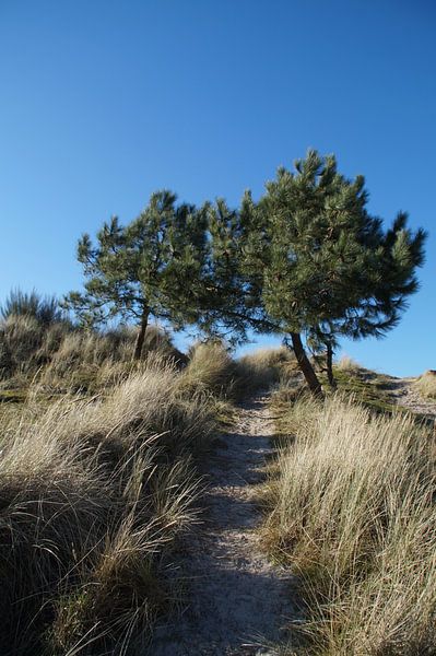 Duingebied West-Terschelling van Maurits Bredius
