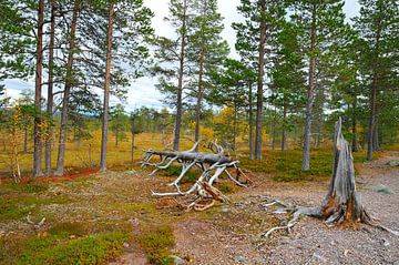 Fulufjället Nationaal Park van Karin Jähne