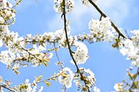 White cherry blossom