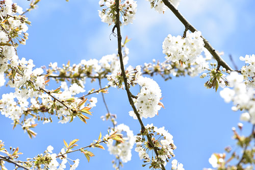 White cherry blossom